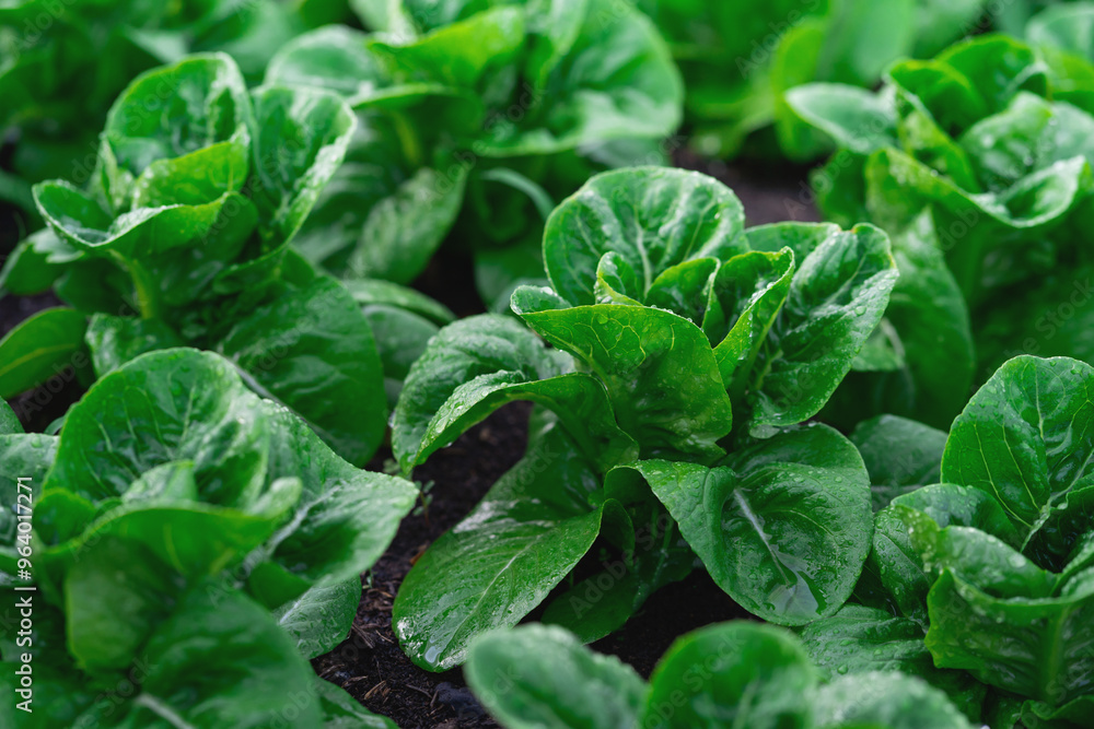A field of green lettuce plants. The plants are all the same size and are growing in a row A field of green lettuce plants. The plants are all the same size and are growing in a row