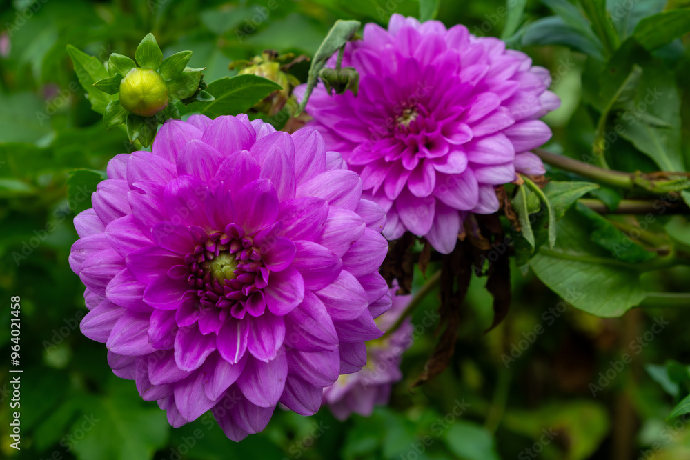 Fototapeta premium Vibrant Purple Dahlias in Full Bloom