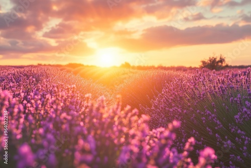 Wonderful nature landscape, amazing sunset scenery with blooming lavender flowers. Moody sky, pastel colors on bright landscape view. Floral panoramic meadow nature in lines with trees and horizon, ai