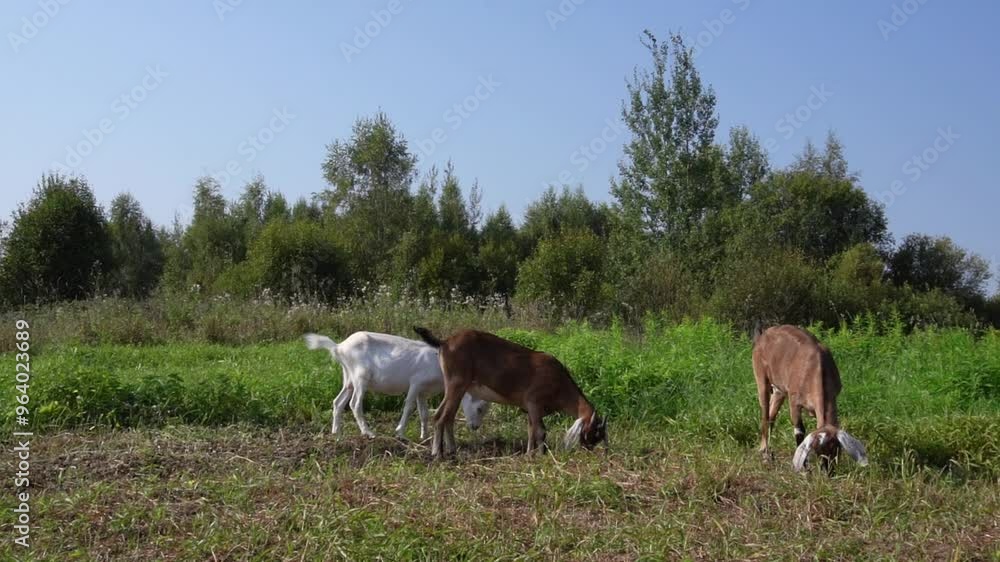 group of domestic goats graze in a summer meadow in the backyard. rural area, cattle grazing. group of domestic goats graze in a summer meadow in the backyard. rural area, cattle grazing.