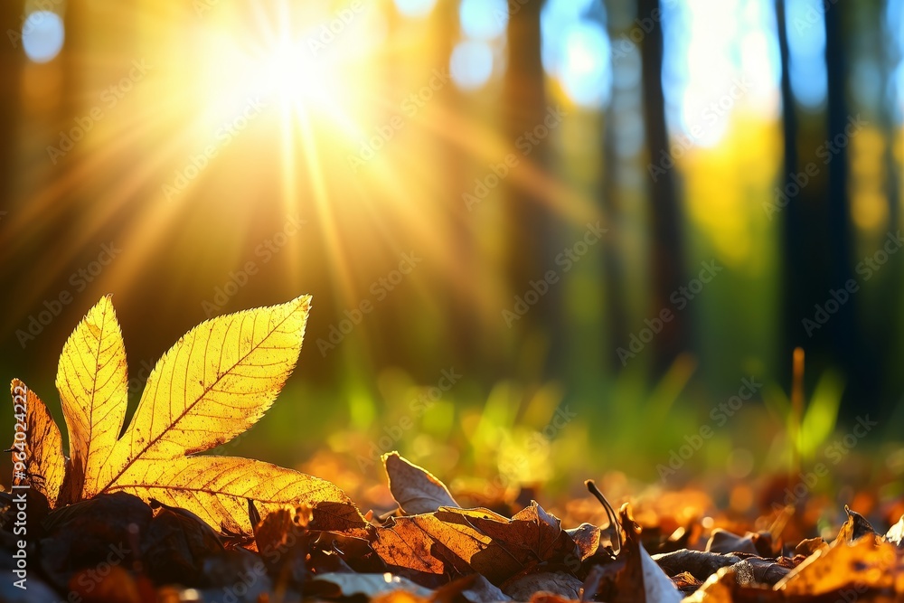 Autumn leaf bathed in warm sunlight resting on forest floor creating peaceful reflective scene. Seasonal nature beauty background concept Autumn leaf bathed in warm sunlight resting on forest floor creating peaceful reflective scene. Seasonal nature beauty background concept