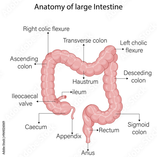 Detailed Anatomy of the Large Intestine: A Comprehensive Vector Illustration with Labeled Sections for Medical Students, Featuring the Cecum, Colon (Ascending, Transverse, Descending, Sigmoid), and Re