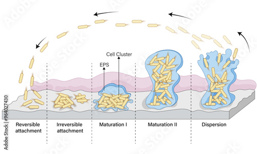 Visualizing Biofilm Formation: A Step-by-Step Vector Illustration Guide from Adhesion to
Maturation