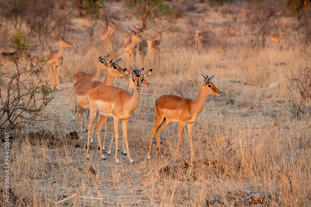 Fototapeta premium The impala or rooibok, Aepyceros melampus, is a medium-sized antelope found in eastern and southern Africa.