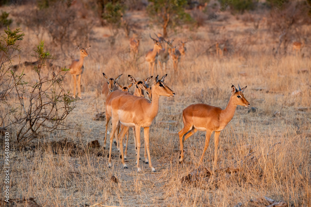 The impala or rooibok, Aepyceros melampus, is a medium-sized antelope found in eastern and southern Africa. The impala or rooibok, Aepyceros melampus, is a medium-sized antelope found in eastern and southern Africa.