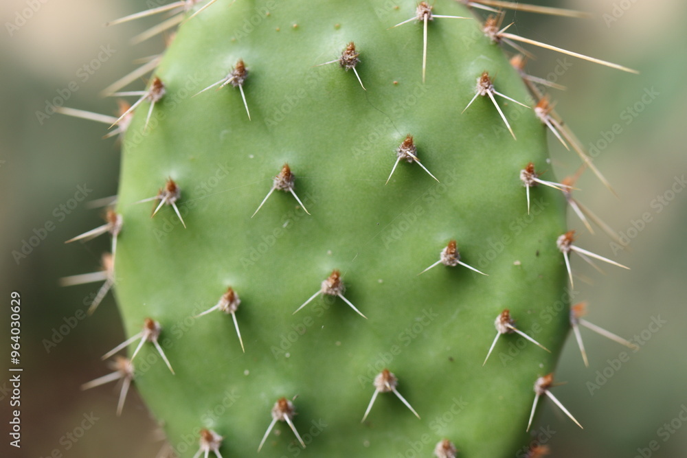 kaktus opuncja Opuncja humifusa Twostone canada