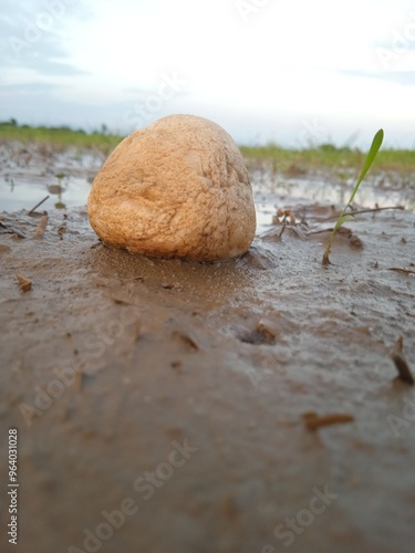 Beautiful Stone In the Water Image  photo