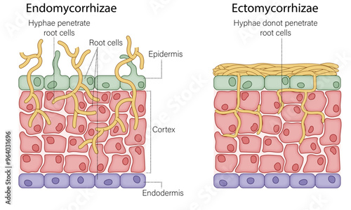 Ectomycorrhizae vs Endomycorrhizae: A Detailed Vector Illustration of How Each Type Attaches to Plant Roots, Highlighting Key Differences in Symbiotic Relationships in Plant-Fungi Interactions