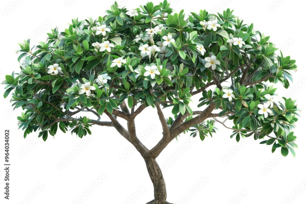 Frangipani tree white background. Frangipani tree white background.