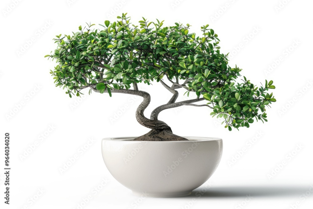 Decorative tree planted white ceramic pot isolated on white background. Decorative tree planted white ceramic pot isolated on white background.