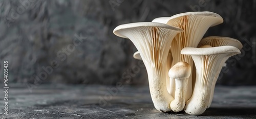 Fresh oyster mushrooms arranged on a gray background. Close up shot of the edible mushrooms, perfect for food photography or culinary themes. photo