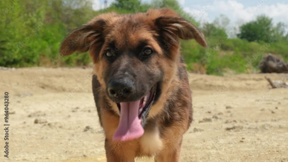 cute 3 months old German shepherd puppy . Domestic dog with owner enjoy outdoor lifestyle on summer vacation cute 3 months old German shepherd puppy . Domestic dog with owner enjoy outdoor lifestyle on summer vacation