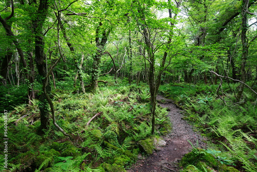 fine path in refreshing forest fine path in refreshing forest