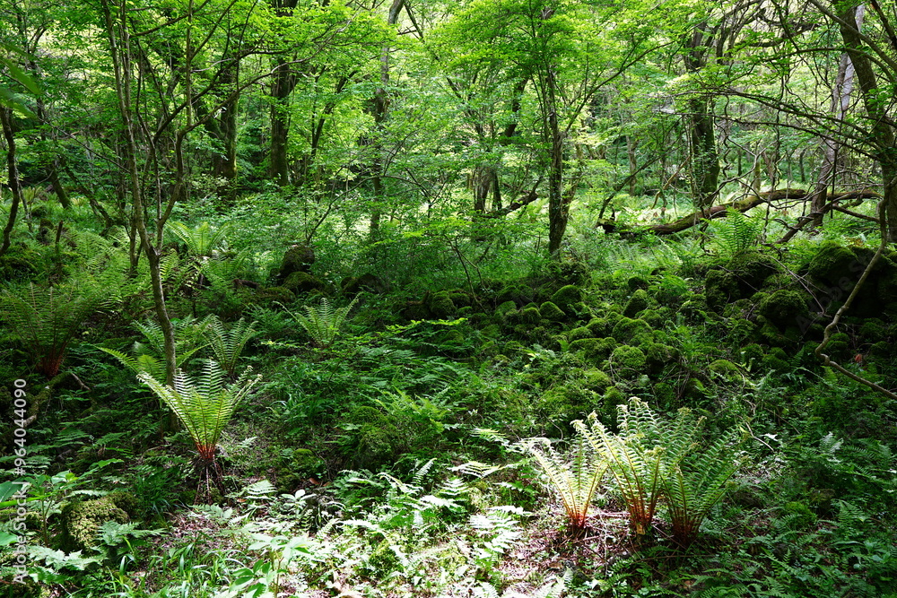 Fototapeta premium fresh ferns in the gleaming sunlight 