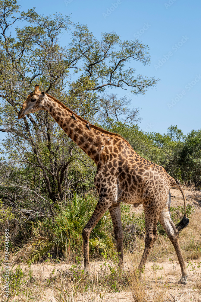Obraz premium giraffe is a large African hoofed mammal belonging to the genus Giraffa, South African Safari