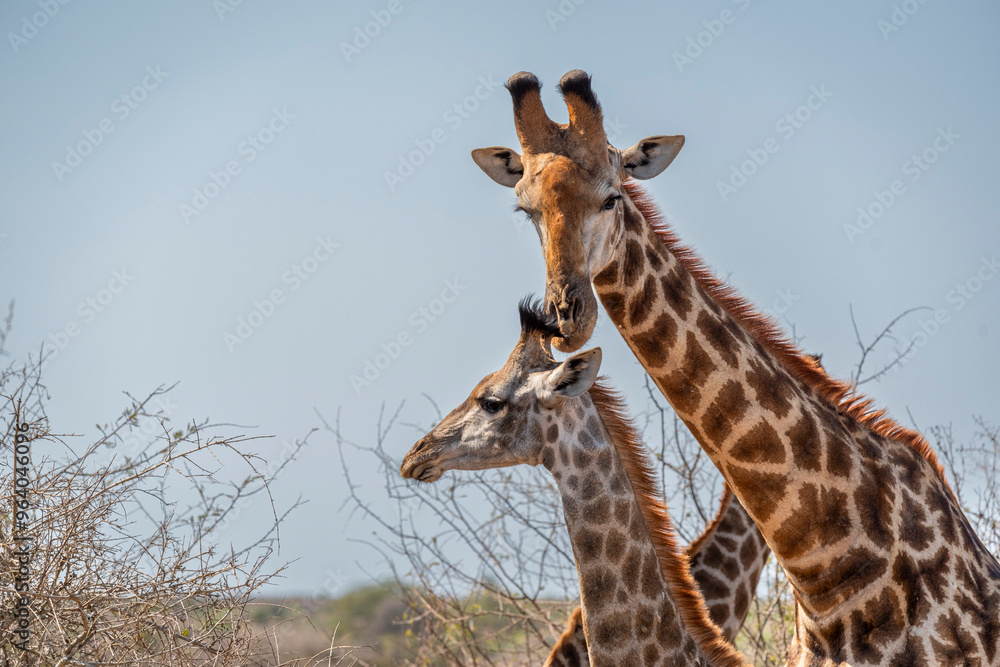 giraffe is a large African hoofed mammal belonging to the genus Giraffa, South African Safari giraffe is a large African hoofed mammal belonging to the genus Giraffa, South African Safari