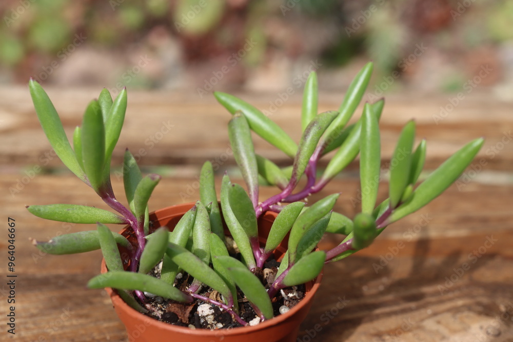 Senecio Othonna capensis Ruby Necklace Senecio Othonna capensis Ruby Necklace