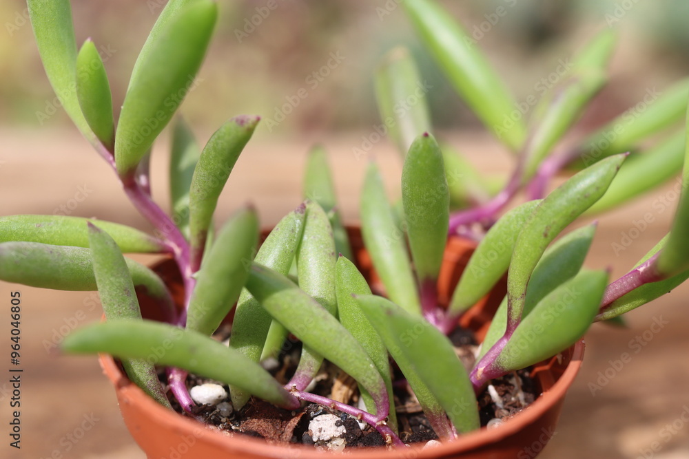Obraz premium Senecio Othonna capensis Ruby Necklace