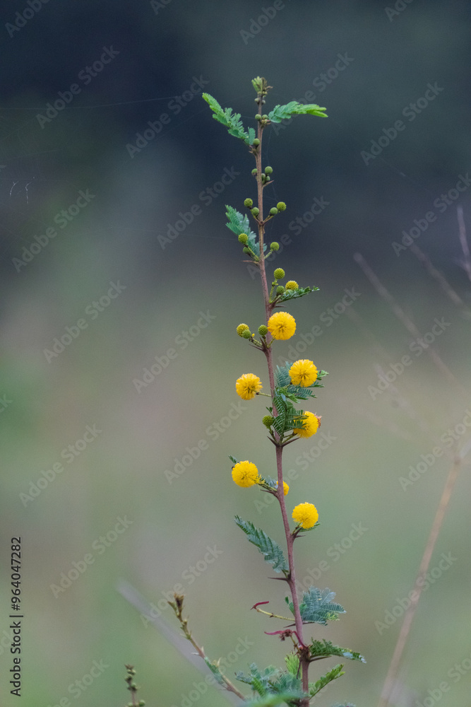 Vachellia karroo (Vachellia farnesiana)