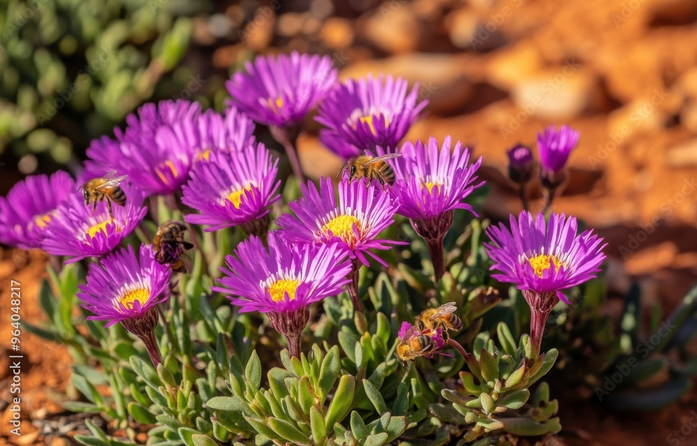 Obraz premium purple ice plant flowers with green leaves and some bees