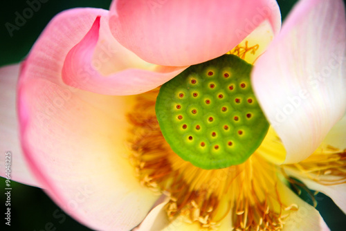 Close-up of the lotus flower in summer photo