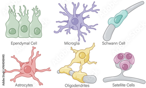 Detailed Vector Illustration of Glial Cell Types: A Comprehensive Overview of Astrocytes, Oligodendrocytes, Microglia, and Ependymal Cells in the Nervous