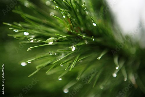 The leaves of a pine tree with the raindrops