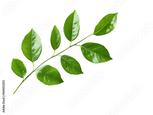 Green leaves on branch, white background, cut out transparent