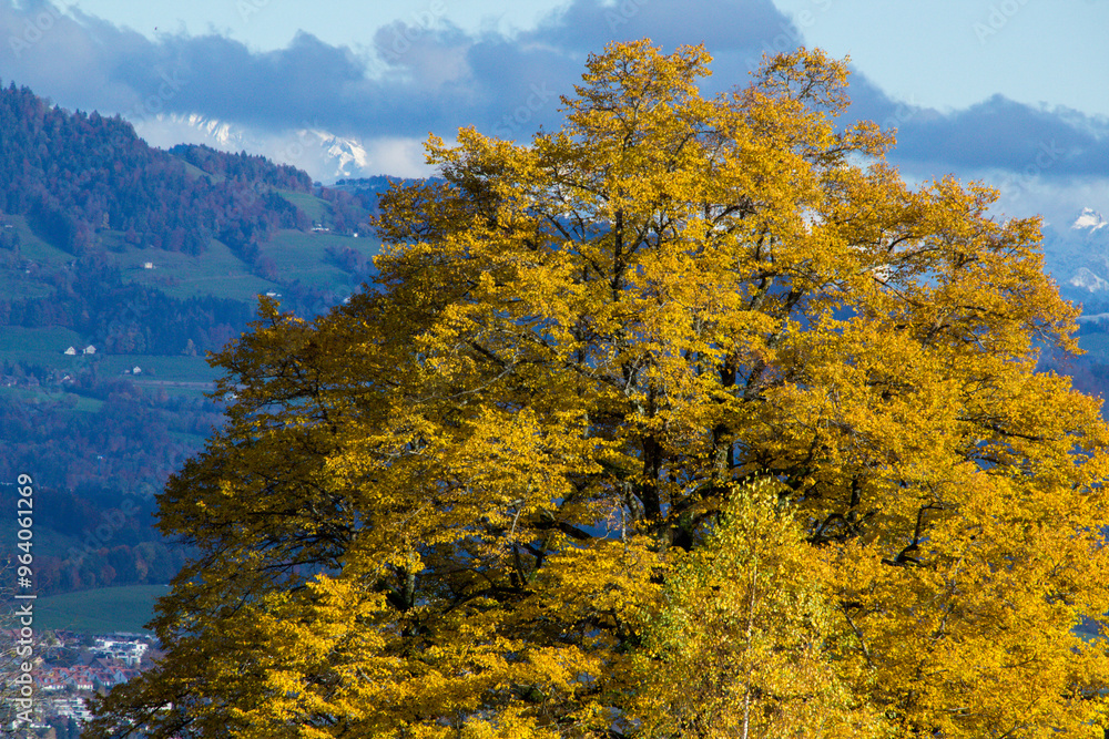 Fototapeta premium Picture of a tree in autumn