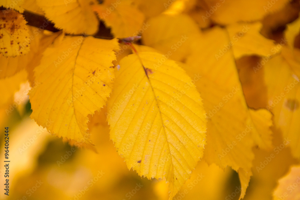 Picture of a yellow leaf in autumn Picture of a yellow leaf in autumn
