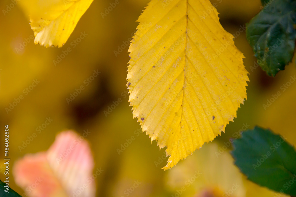Fototapeta premium Picture of a yellow leaf in autumn