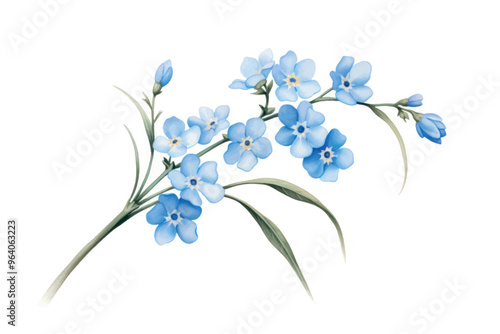 Botanical illustration forget me not flower blossom plant.
