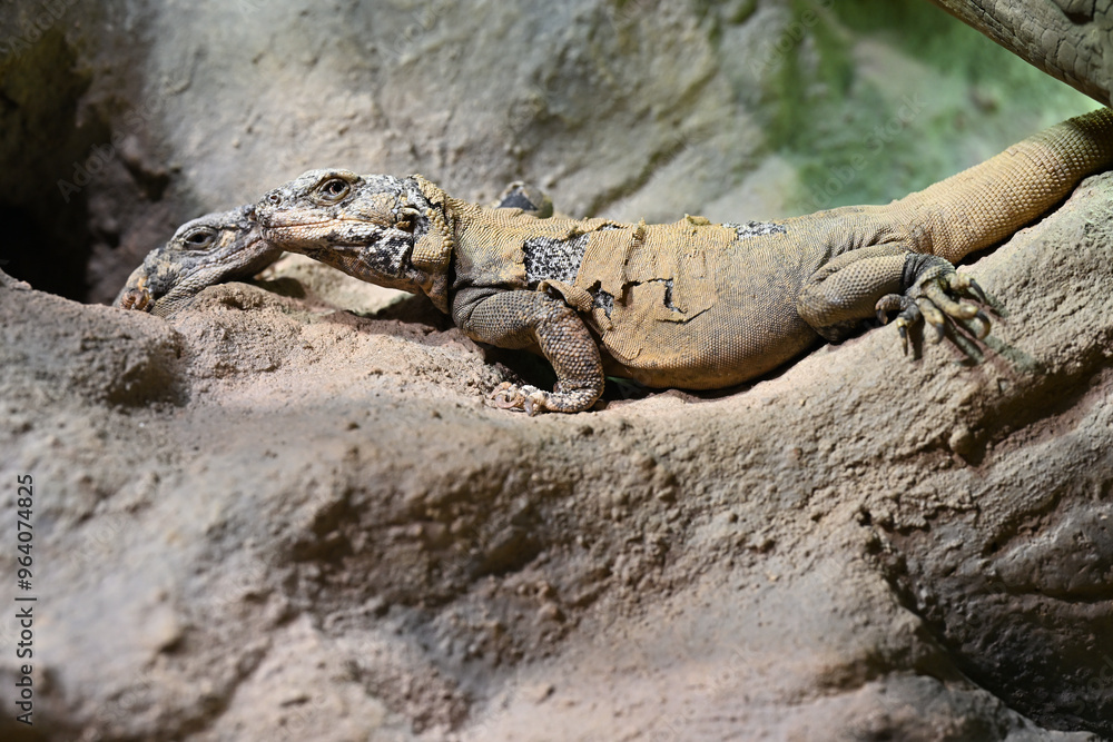 iguana chuckwalla skin stripping animals lizards iguana chuckwalla skin stripping animals lizards