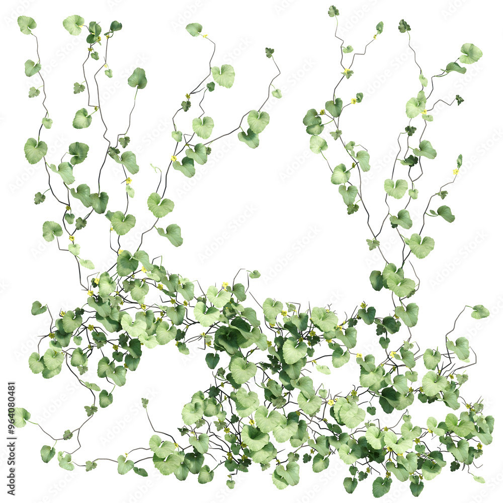3D render of growing plant leaves isolated on a transparent background 3D render of growing plant leaves isolated on a transparent background