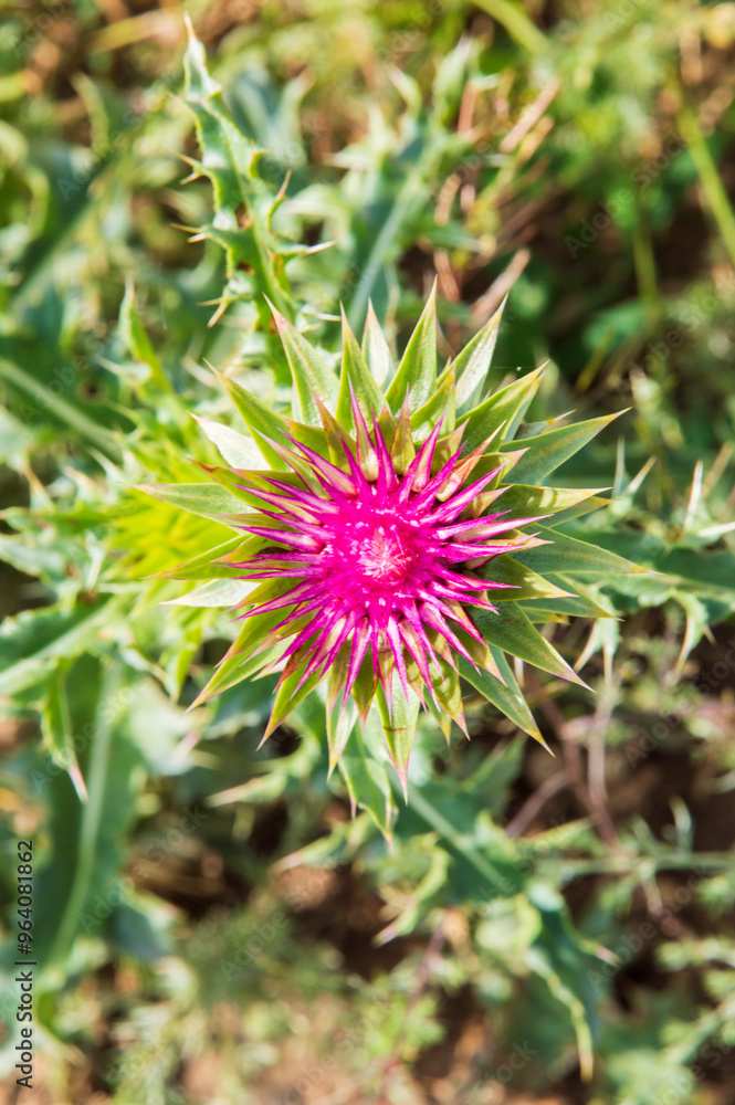 close-up: multiprong starshaped red-purple wild flower of milk thistle close-up: multiprong starshaped red-purple wild flower of milk thistle
