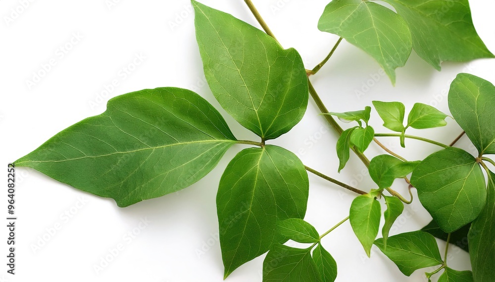 Fototapeta premium Wild Poison ivy climbing vine plant - Toxicodendron radicans - growing in the forest. Hazard environment. Thickets of toxic plant. Leaves of three leave them be. Isolated on white background