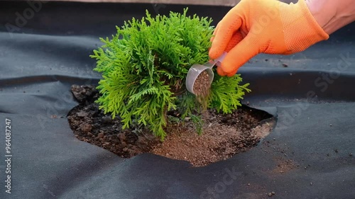 Process of applying fertilizers to coniferous trees, a close-up of a gardeners hand pouring fertilizers under a spherical thuja seedling