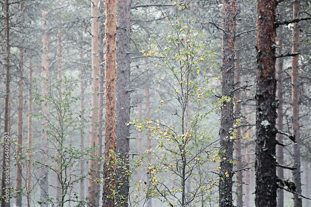 Fototapeta premium Birches with green and yellow leaves between pine trees in misty forest at Southern Finland. 