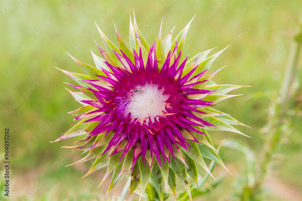 close-up: multiprong starshaped red-purple wild flower of milk thistle