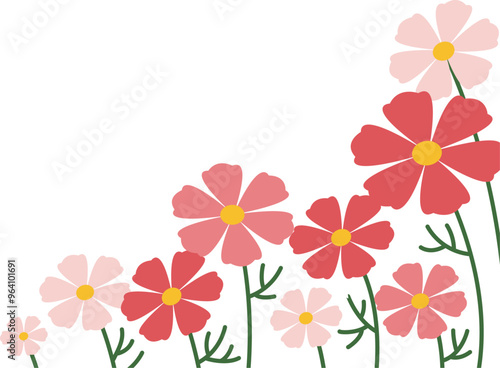 분홍색 코스모스 