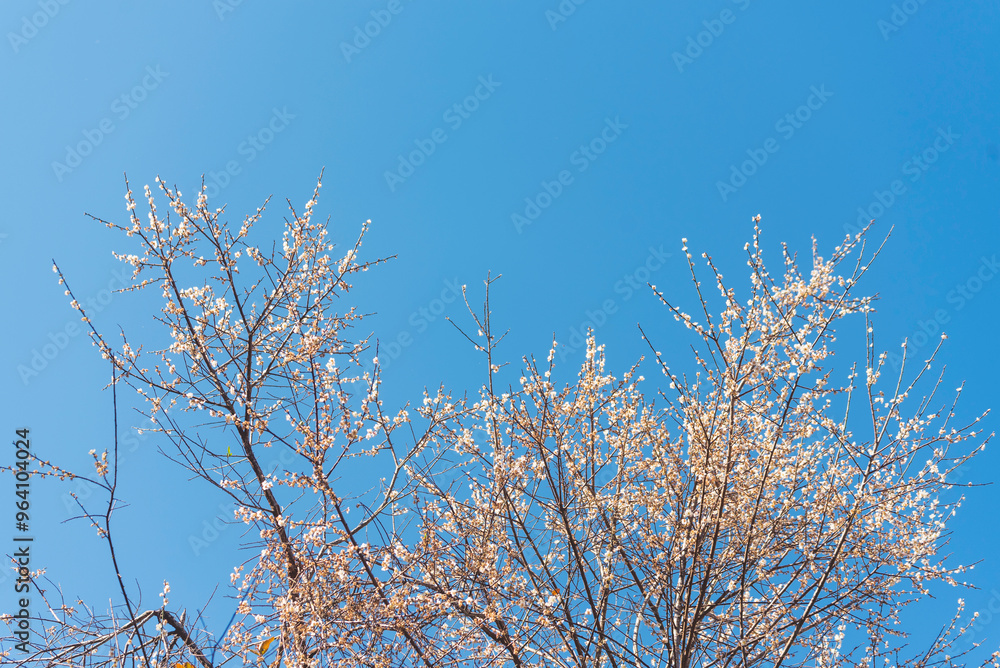 White cherry blossom Pastel flower floral soft nature bloom blurred background. Romance flower plum tree botanical bloom spring season. Beauty Cherry blossom petals plant beautiful Flowering garden White cherry blossom Pastel flower floral soft nature bloom blurred background. Romance flower plum tree botanical bloom spring season. Beauty Cherry blossom petals plant beautiful Flowering garden