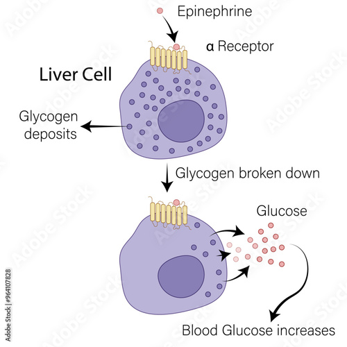 Detailed vector Illustration of Epinephrine Binding to Alpha Receptor on Hepatocytes: Glycogen Breakdown to Glucose and Blood Sugar Increase Mechanism During Hypoglycemia