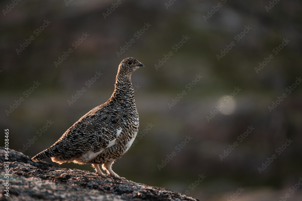A partridge sits in the tundra on rocks on the shore of the Barents Sea
