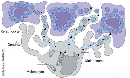 Detailed Illustration of Melanin Pigment Secretion by Melanocytes: Melanosome Transfer to Keratinocytes in Skin Pigmentation Process
