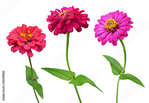 Foto Red and pink Zinnia flowers branch isolated on transparent background