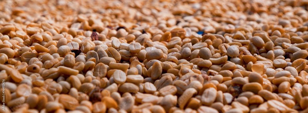 Obraz premium Banner Raw coffee beans heap dry green seed unroasted grain eco farm. Aroma espresso farm plant coffee bean agriculture objects. Banner Sun dried processing harvest arabica robusta with copy space