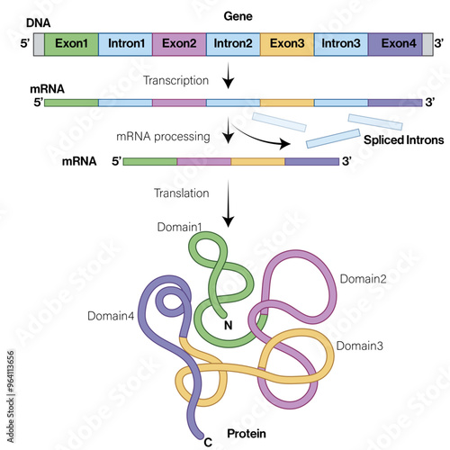  Relationship Between Gene and Protein: How Multiple Exons and Introns in Genes Are Spliced After Transcription to Form Proteins, Highlighting How Different Exons Form Different Protein Domains