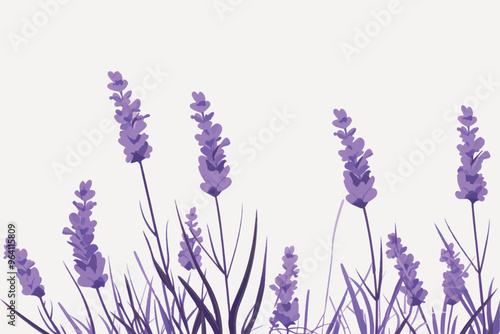 Lavender flowers vector illustration