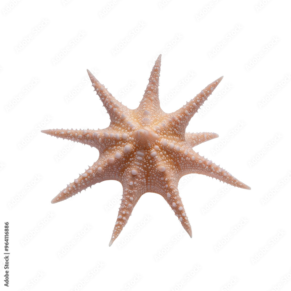 A beautiful starfish showcasing intricate details and a soft pink hue, perfect for ocean-themed projects and beach decor. A beautiful starfish showcasing intricate details and a soft pink hue, perfect for ocean-themed projects and beach decor.
