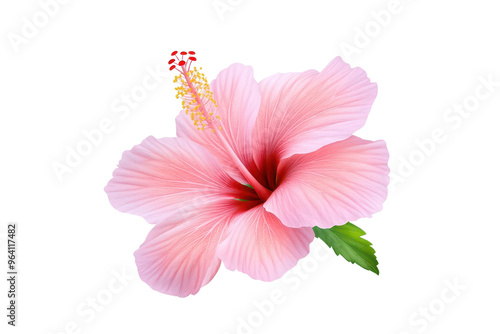 A delicate pink hibiscus flower in full bloom, showcasing vibrant petals and lush green leaves, perfect for nature-themed designs.